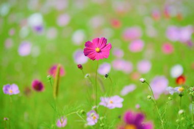 Sonbaharda kozmos çiçeği hokkaido
