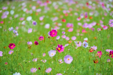 Sonbaharda kozmos çiçeği hokkaido
