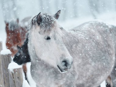 Dosanko atı kış otlağında