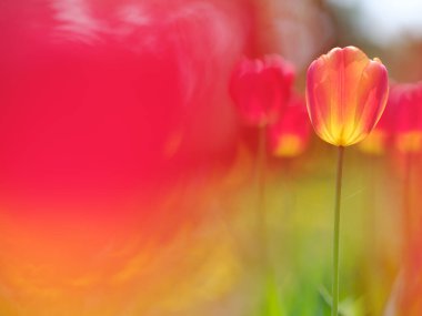 Japonya 'da yaz bahçesi lalesi