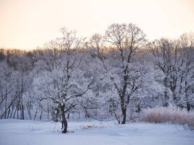 kışın kapalı ağacı süsleyin