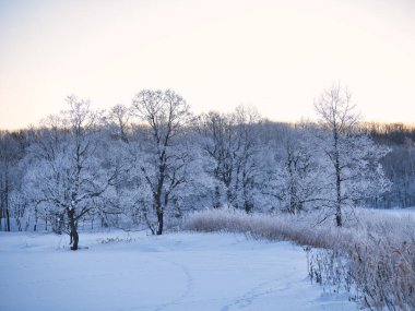 kışın kapalı ağacı süsleyin