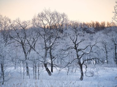 kışın kapalı ağacı süsleyin