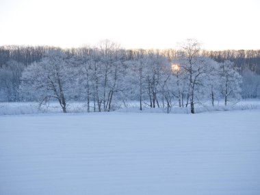 kışın kapalı ağacı süsleyin
