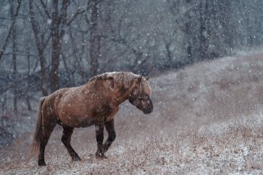 Dosanko atı kış otlağında
