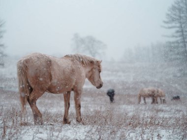 Dosanko atı kış otlağında