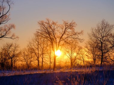 Ölü ağaç ve kışın gün doğumu
