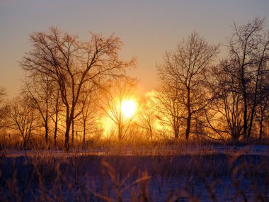 Ölü ağaç ve kışın gün doğumu