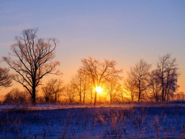 Ölü ağaç ve kışın gün doğumu