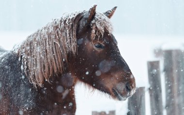 Dosanko atı kış otlağında