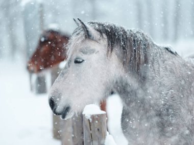 Dosanko atı kış otlağında