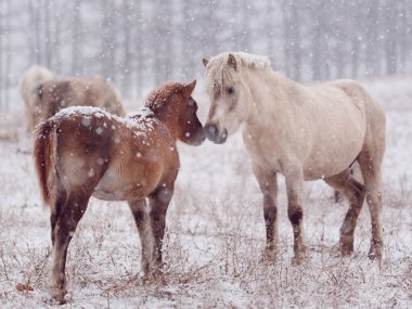 Dosanko atı kış otlağında