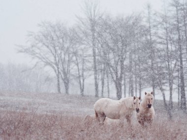  Dosanko atı kış otlağında