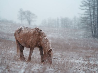  Dosanko atı kış otlağında