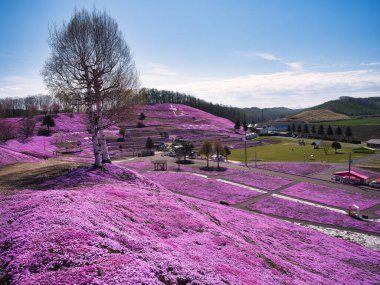 İlkbaharda hokkaido 'da yosun filizi