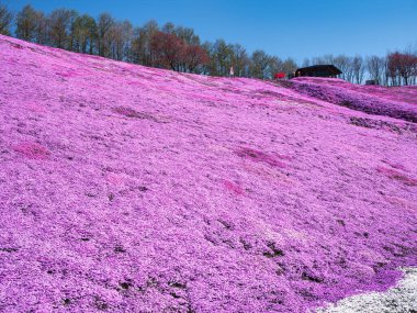 İlkbaharda hokkaido 'da yosun filizi