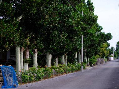 Ishigaki adasındaki Shiraho köyü.