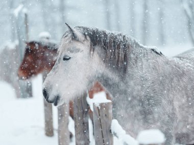  Dosanko atı kış otlağında