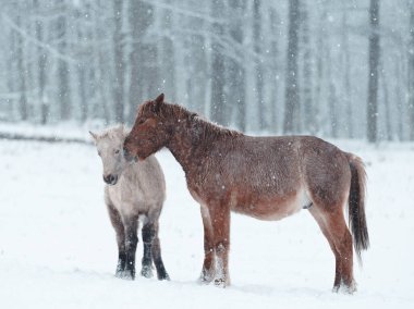  Dosanko atı kış otlağında