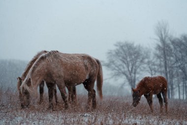  Dosanko atı kış otlağında