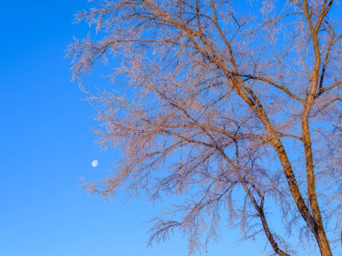 Buz kaplı ağaç ve mavi gökyüzü
