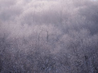 kışın kapalı ağacı süsleyin