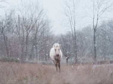  Dosanko atı kış otlağında