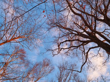 Hokkaido 'da mavi gökyüzü ve orman