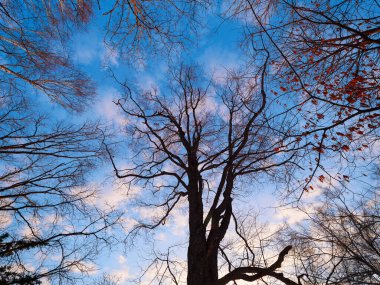 Hokkaido 'da mavi gökyüzü ve orman