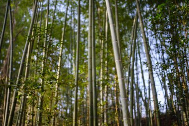 Yazın Japonya 'da bambu ormanı