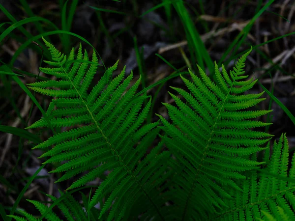 fern plant in summer forest