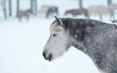 Dosanko atı kış otlağında