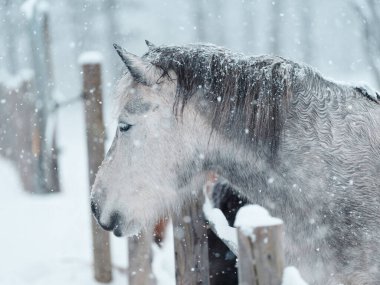 Dosanko atı kış otlağında
