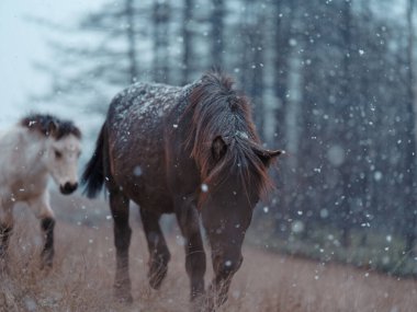 Dosanko atı kış otlağında