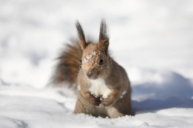 one squirrel on snow field
