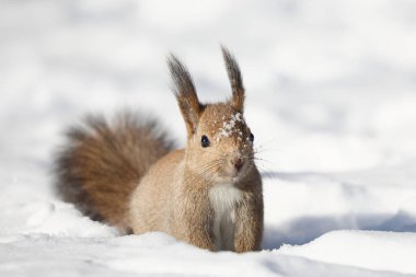 one squirrel on snow field