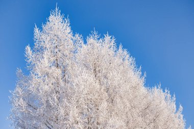  Buz kaplı ağaç ve mavi gökyüzü