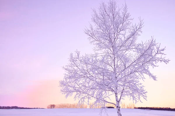frost covered tree and purple sky