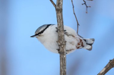 Kış hokkaido 'sunda bir tımarhane