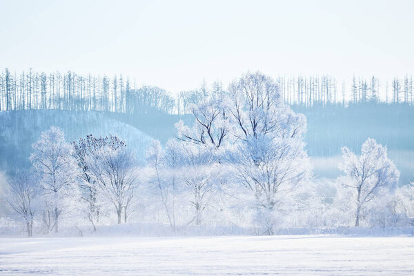 покрытый морозом чай и холодный туман
