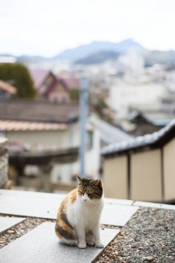 stray cat in onomichi hiroshima