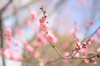 plum tree in spring Japan