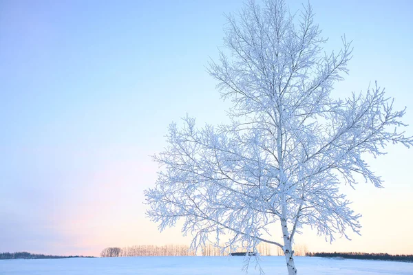 Hokkaido 'da soğuk sis ve şafak