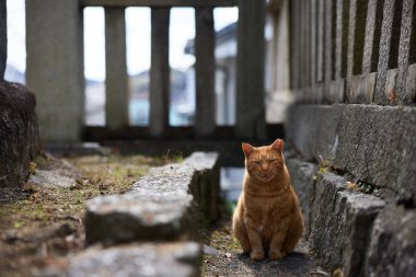 stray cat in onomichi hiroshima