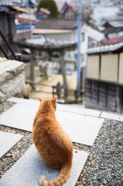 stray cat in onomichi hiroshima