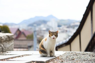 stray cat in onomichi hiroshima