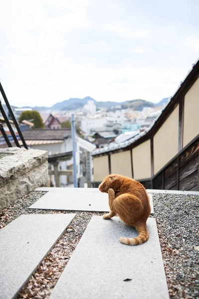 Stray Cat Onomichi Hiroshima — Stock Photo, Image