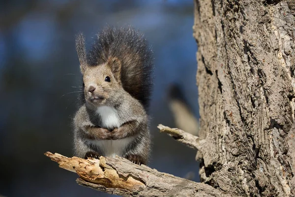 Ein Eichhörnchen Winter Hokkaido — Stockfoto