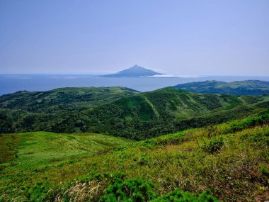 Rebun Adası 'ndaki betula ormanı