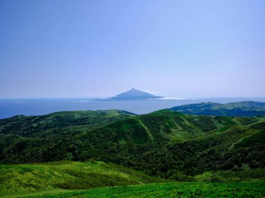 Rebun Adası 'ndaki betula ormanı